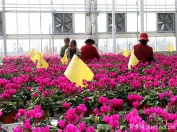 扬州高邮：每天发货30万株，花工厂绽放乡村振兴致富花