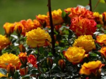 安阳市滑县森林公园月季花开放，赏花打卡正当时