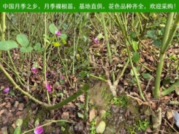 上海龙凤419：月季裸根苗的选购、栽植、肥水、养护技术大全