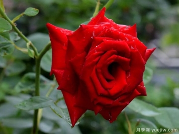 2023年情人节十大玫瑰品种销量榜，卡罗拉位居首位