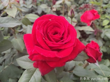 原产中国的玫瑰花(月季花)，是如何成为美国国花的？