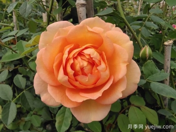 中国月季：欧洲玫瑰花的祖宗，为世界园艺做出了巨大贡献