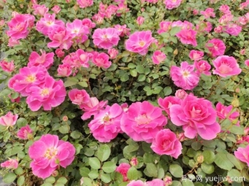 仙境盆栽月季杯苗粉色丰花，绿化工程批发