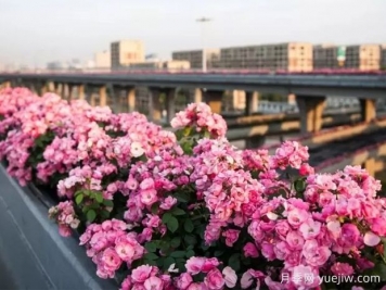 杭州高架月季实现定期开花，是如何进行花期调控的？