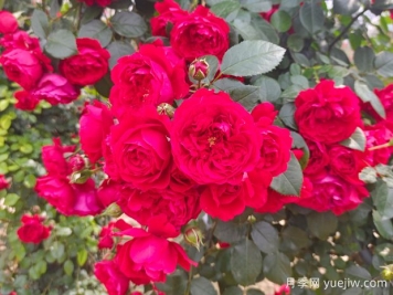 6款红色系的藤本月季品种，适合打造网红花墙