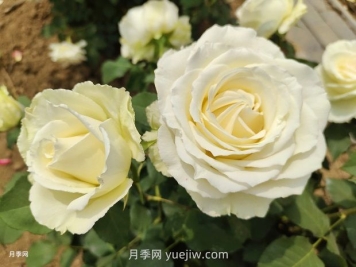 十一朵白玫瑰的花语和寓意