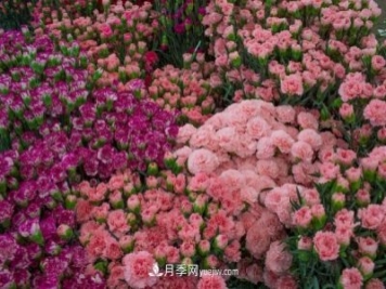 中国6大花市，全国花卉批发市场介绍