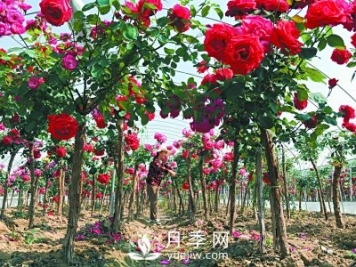 新品“月季树”为北京市花添色彩，居然引种自南阳内乡