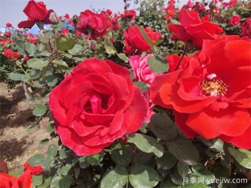 月季、玫瑰、蔷薇分别是什么？如何区别？