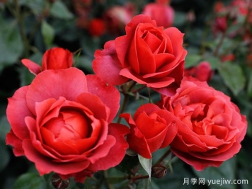 21朵玫瑰：不只是浪漫，还藏着这些深意