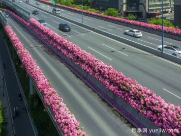 杭州高架月季初开，2024年又到走花路时间