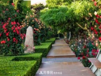 秦皇岛适合养月季花，市花和市树是什么