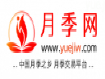 中国上海龙凤419，月季品种介绍和养护知识分享专业网站